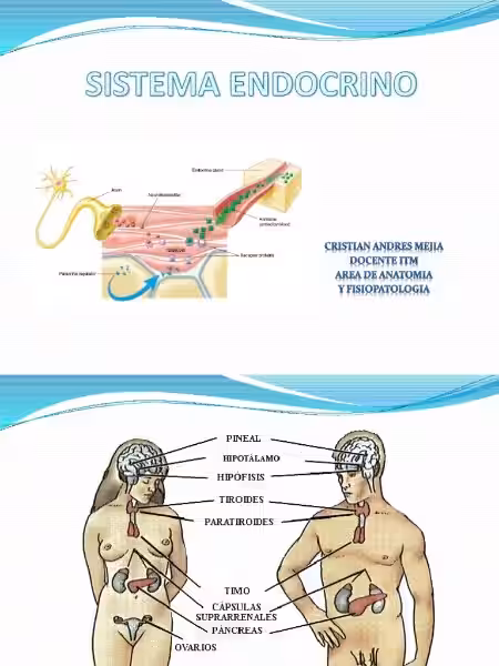 endoctrine