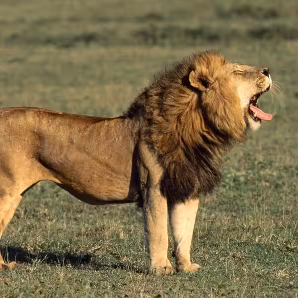 lion-of-judah-bible-quotes
